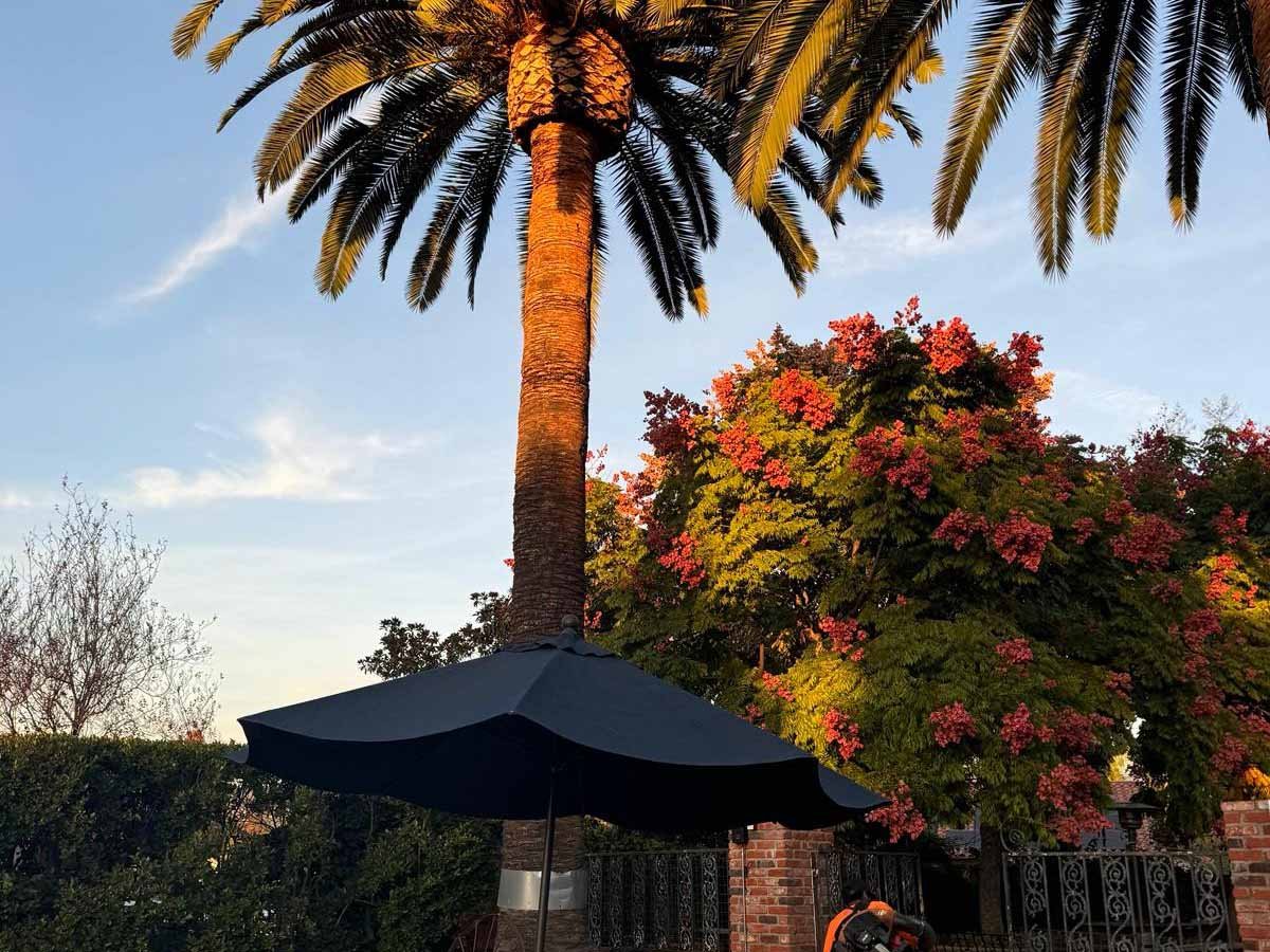 Quetzalito Tree Service